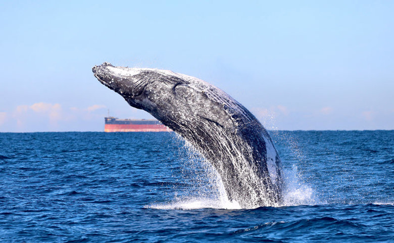 CoastXP Newcastle Whale Watching Tours