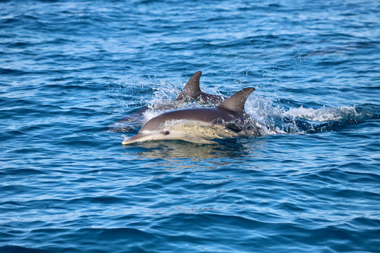 Whale Watching Tours Newcastle